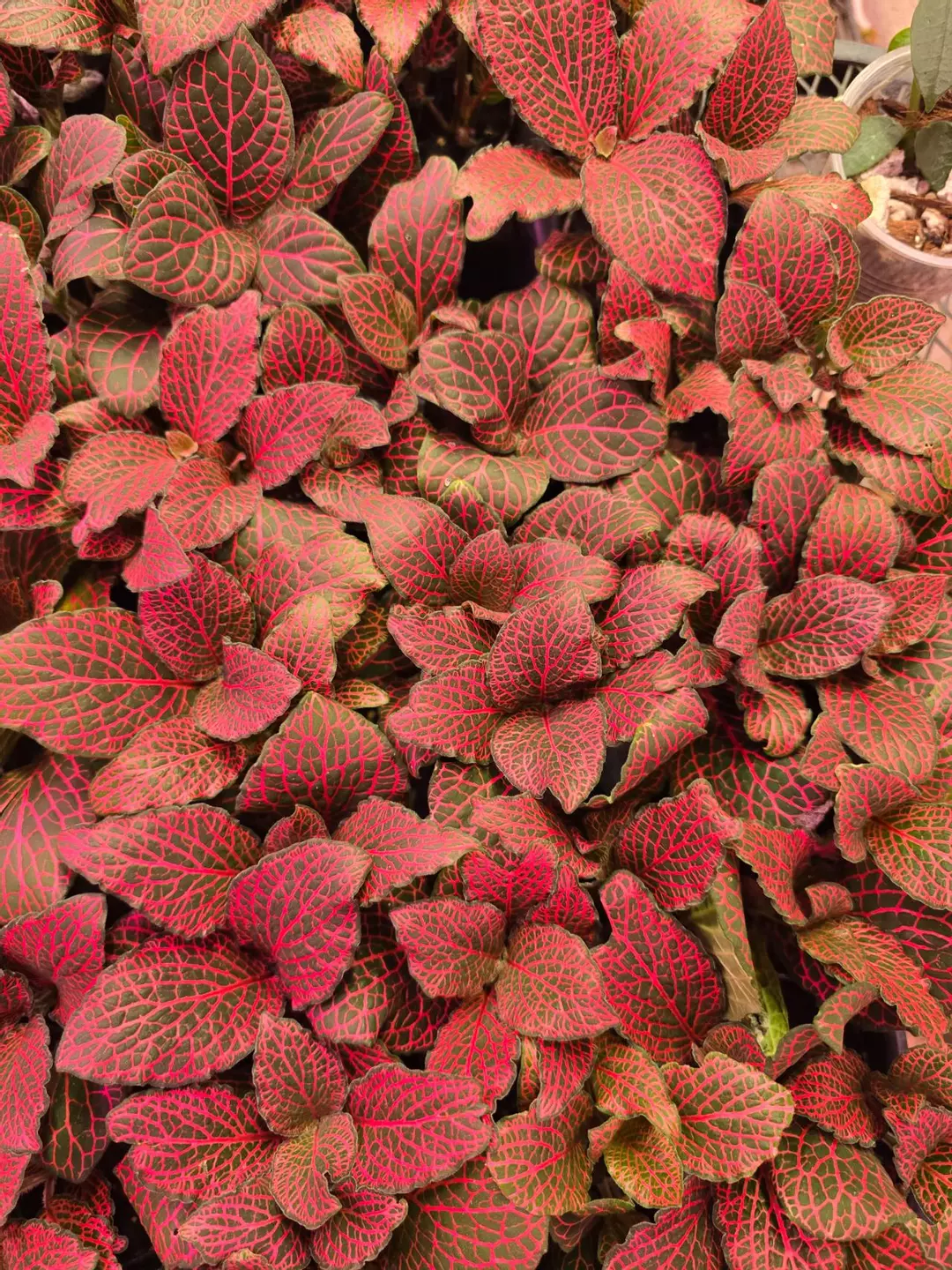 2in red red red nerve plant pixie GC thumbnail