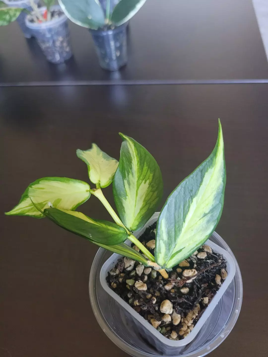 Hoya polyneura inner variegated thumbnail
