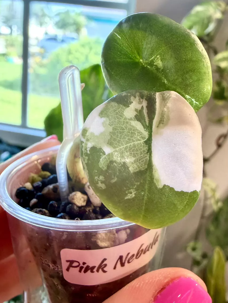 Pink Nebula Albo Alocasia thumbnail
