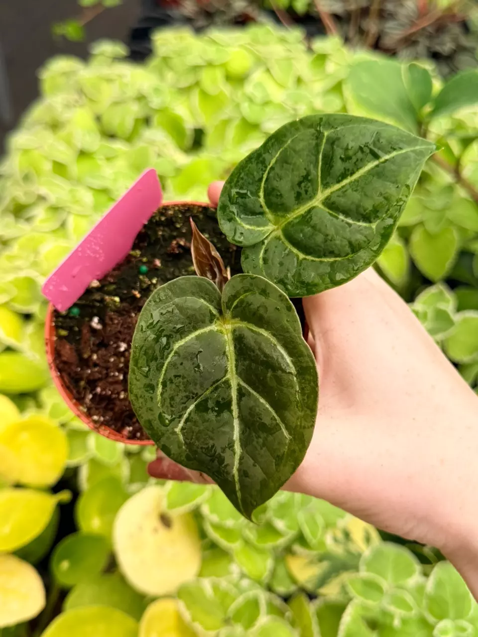 Anthurium Carla x Crystal DF Specific 4” Pot 9037FEP | F thumbnail