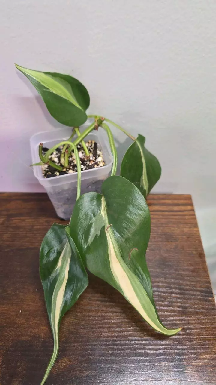Philodendron Rio 835 thumbnail