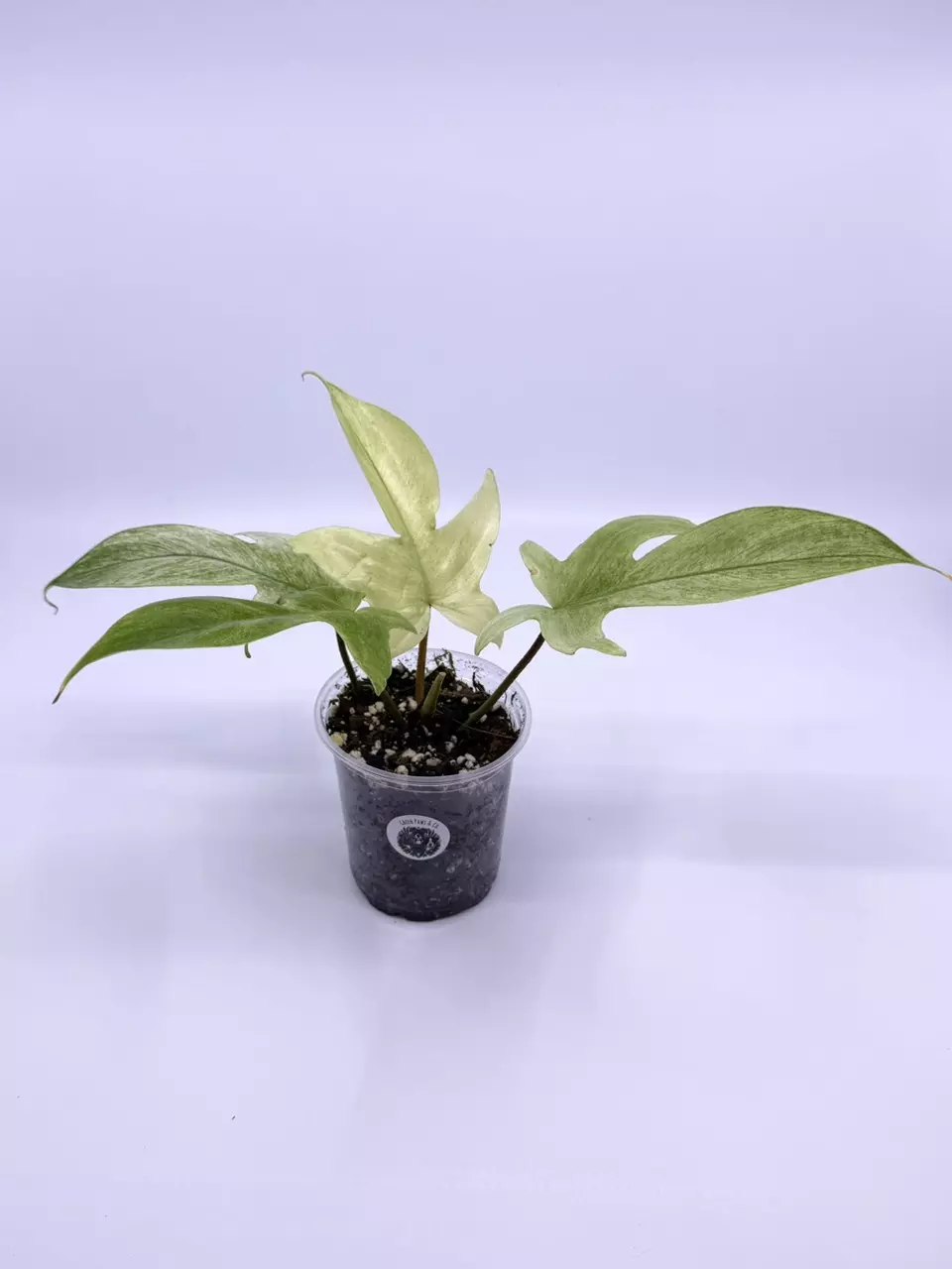 Florida Ghost Philodendron thumbnail