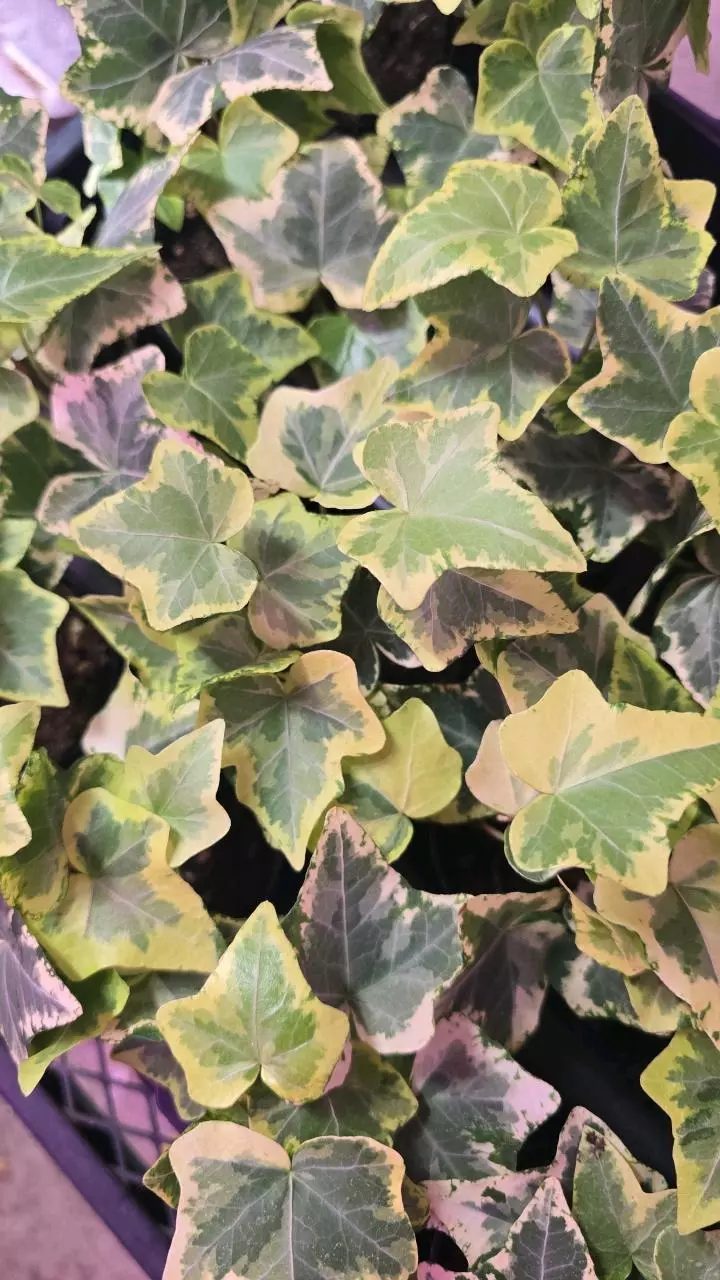 2in Ivy albo pixie thumbnail