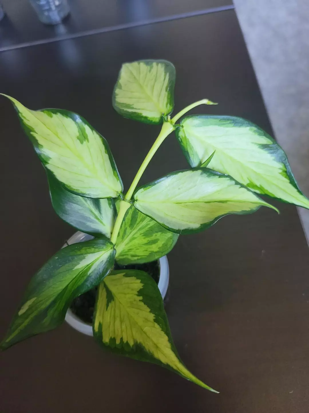 Hoya polyneura inner variegated thumbnail