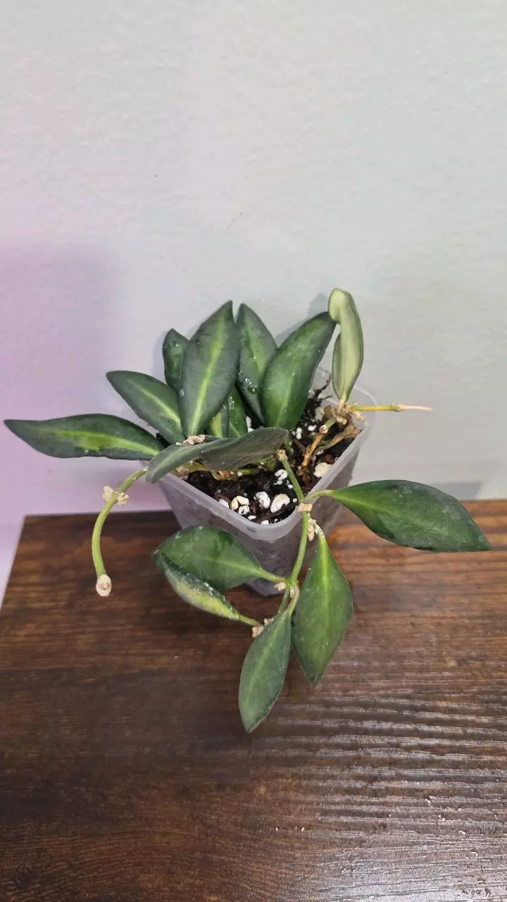 Hoya DS-70 variegated 827 thumbnail