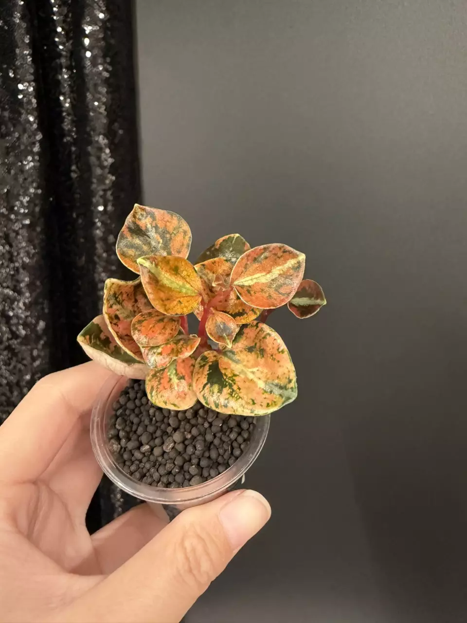 Peperomia Metallic Orange thumbnail