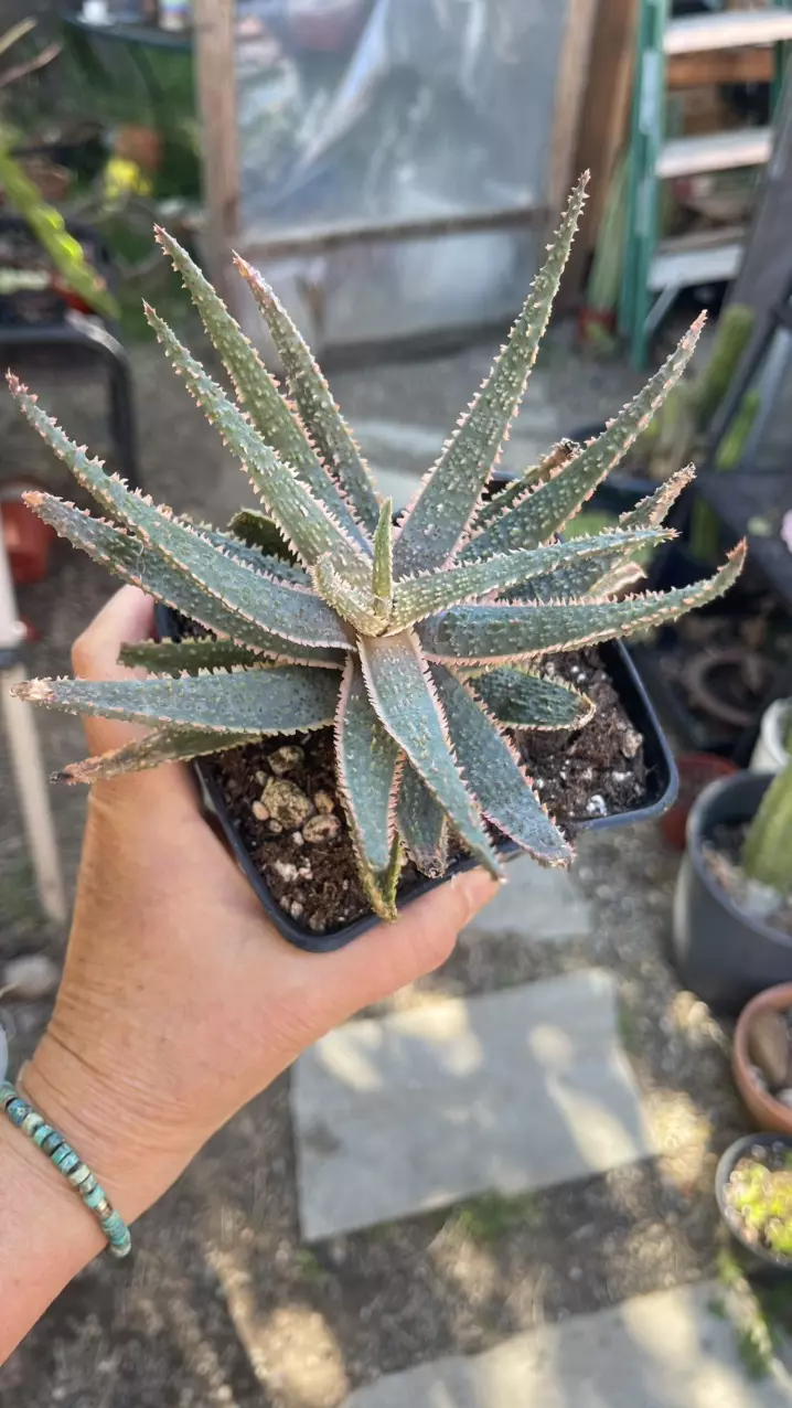 Aloe Purple Haze, 5” thumbnail
