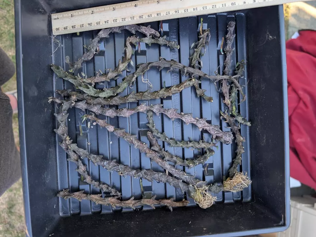 C000 ceropegia armandii, several are unrooted. 15 stems thumbnail