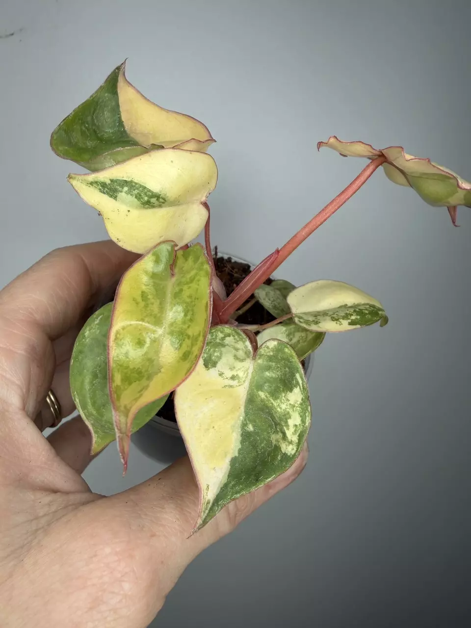 Philodendron Billietiae Variegated - 2” Pot thumbnail