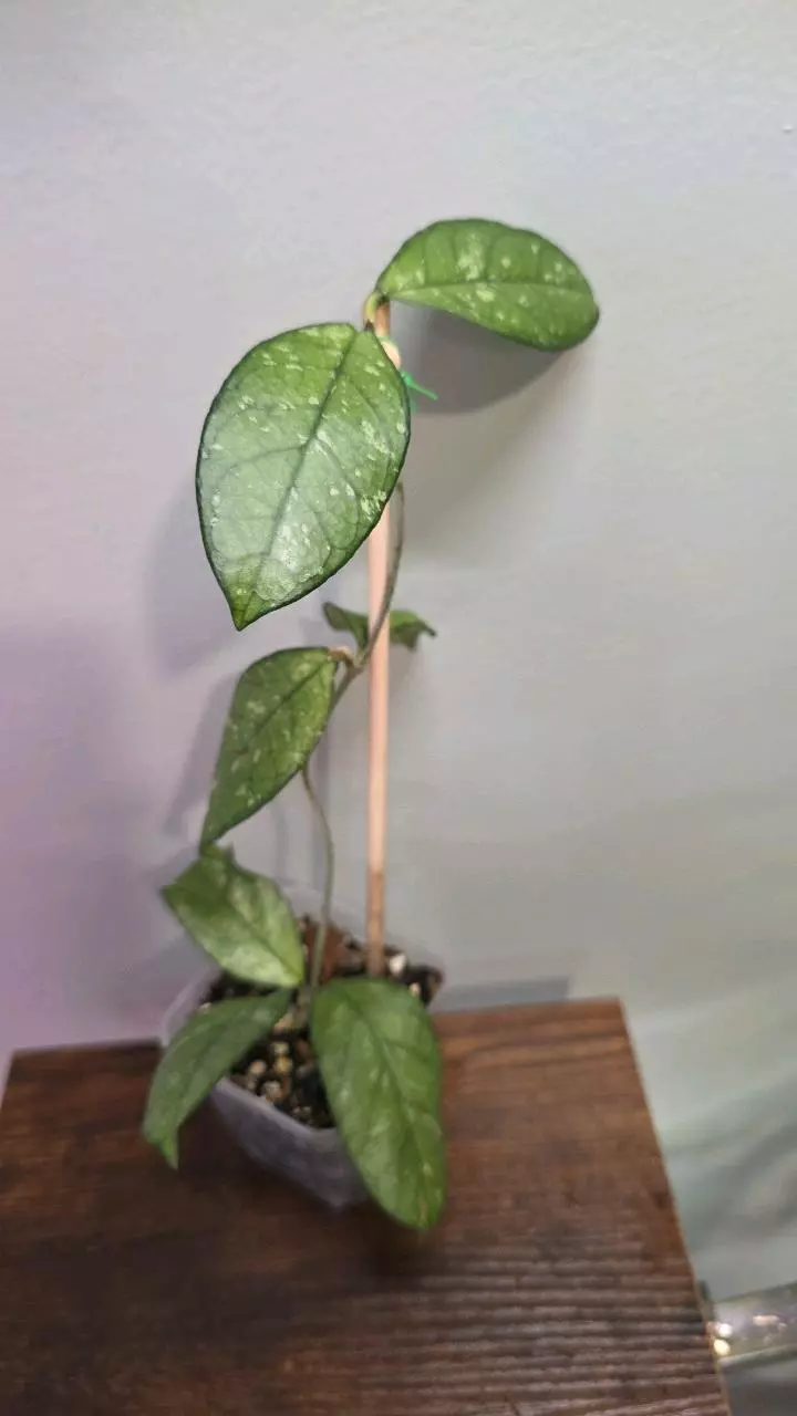 Hoya Crassipetiolata 658 thumbnail