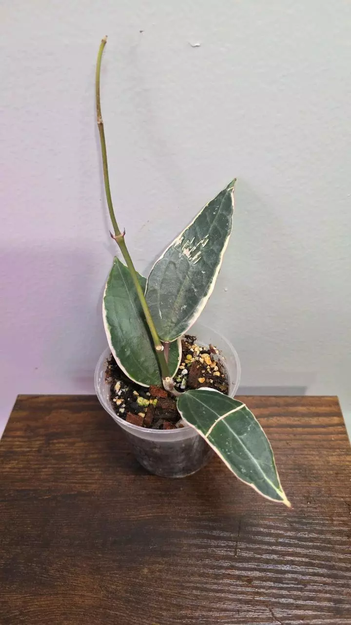 Hoya Latifolia Albomarginata 609 thumbnail