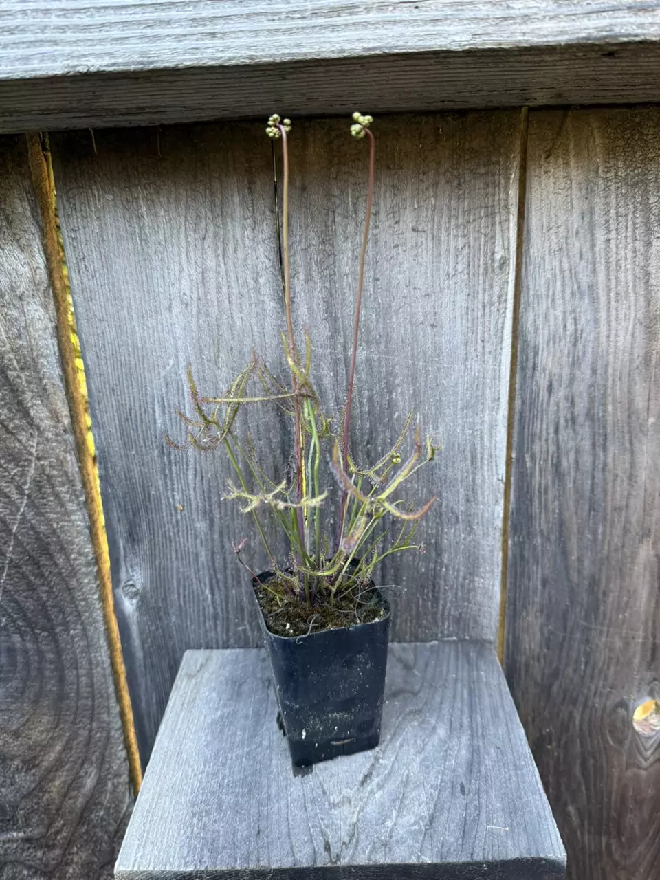 Sundew Drosera binata var.  multifida extrema carnivorous plant thumbnail
