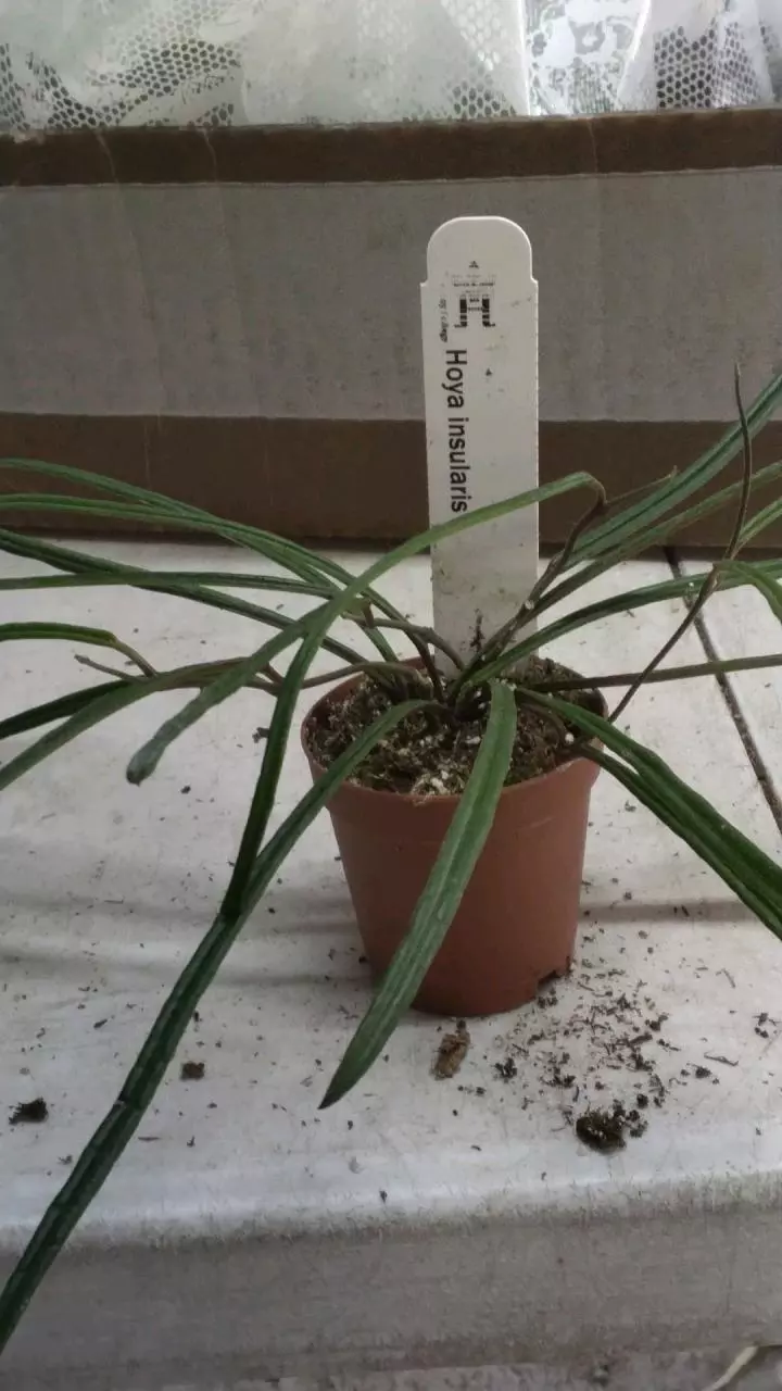Hoya insularis thumbnail