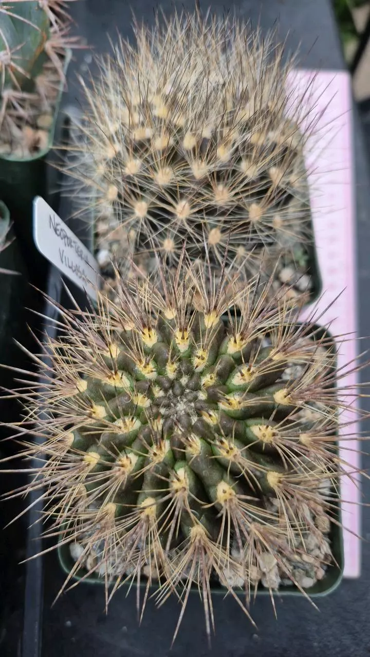 C34 Neoporteria villosa (Eriosyce)--large size thumbnail