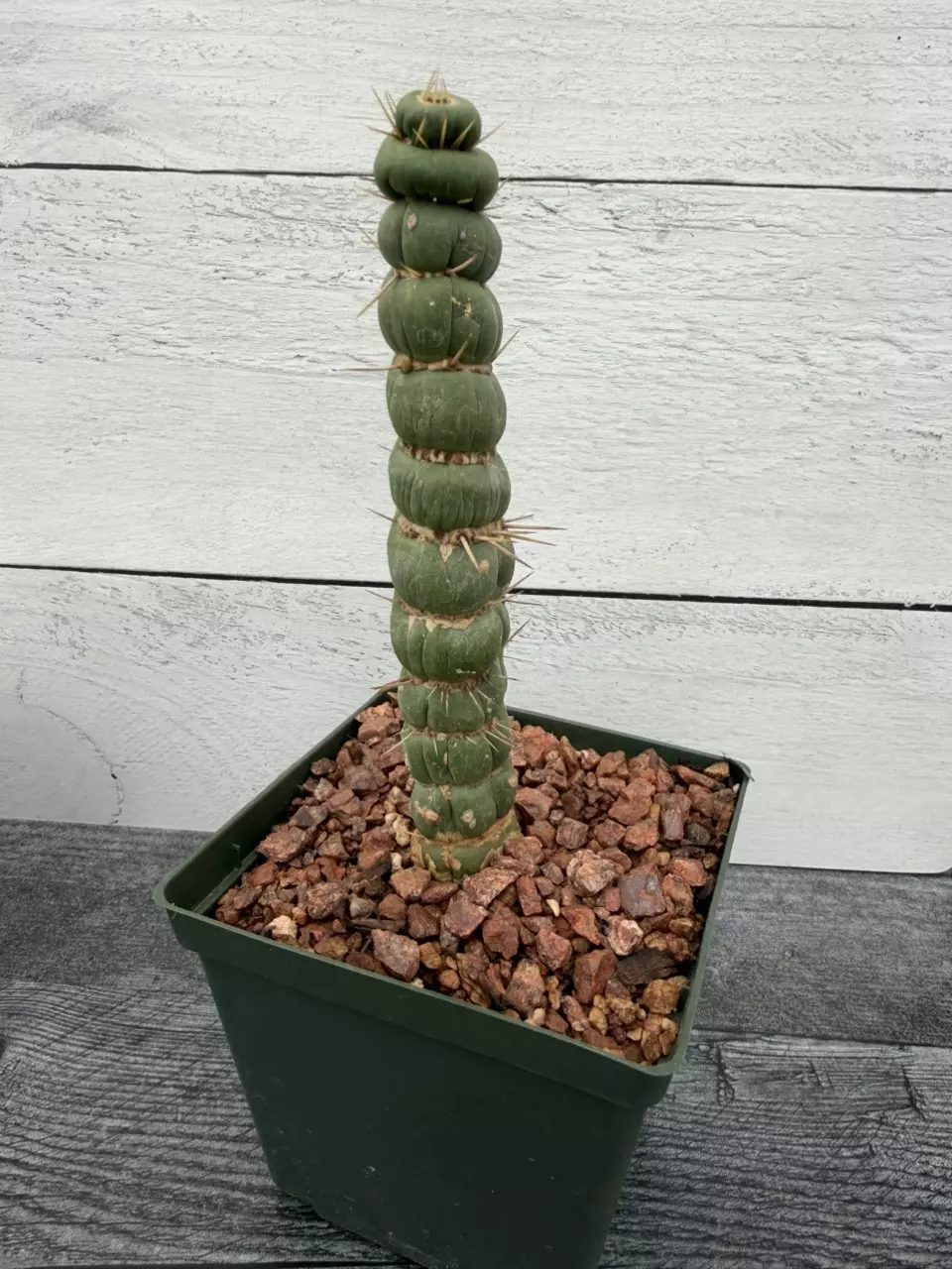 PS769 Eulychnia castanea ‘varispiralis’ thumbnail