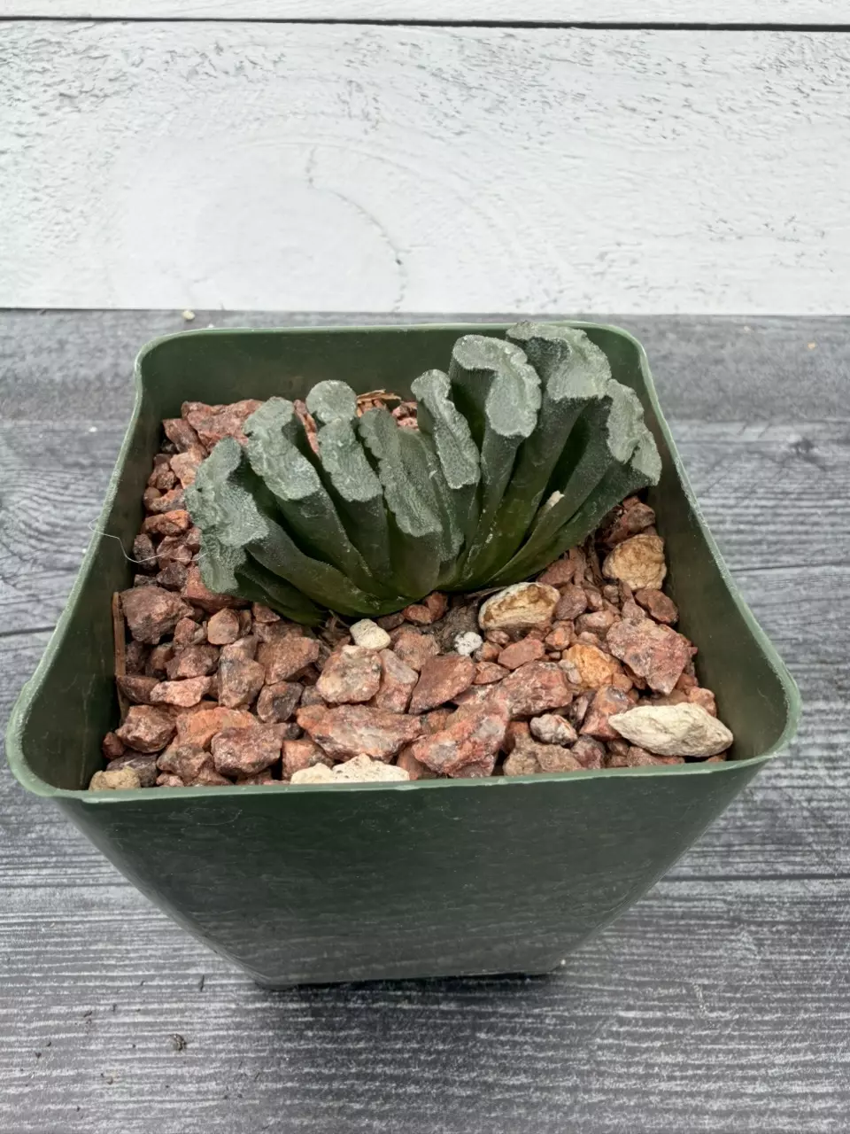 PS718 Haworthia truncata thumbnail