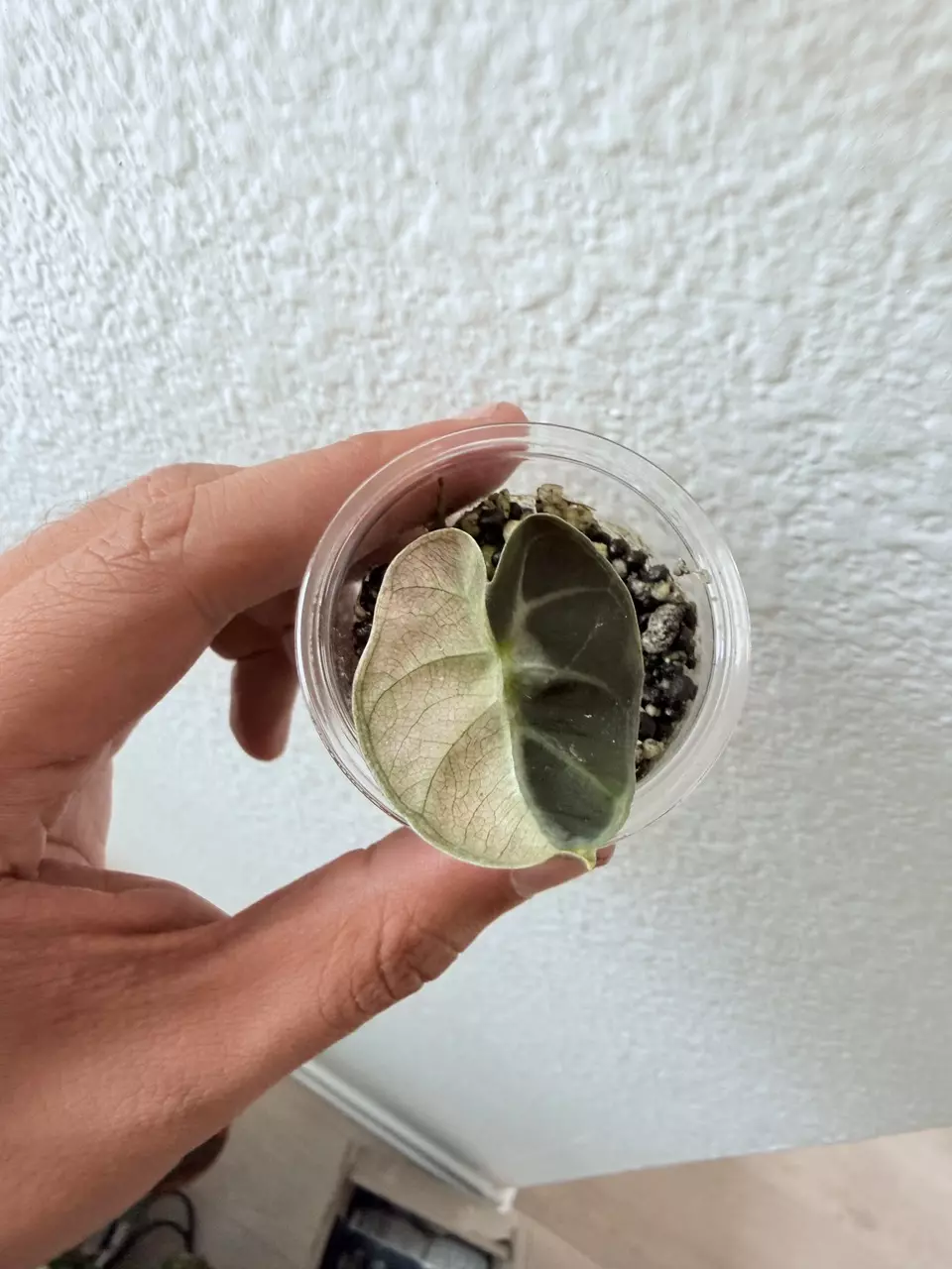 Alocasia Balloon Heart Pink thumbnail