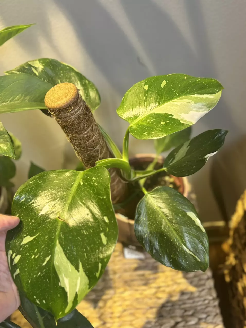 White Wizard Philodendron thumbnail