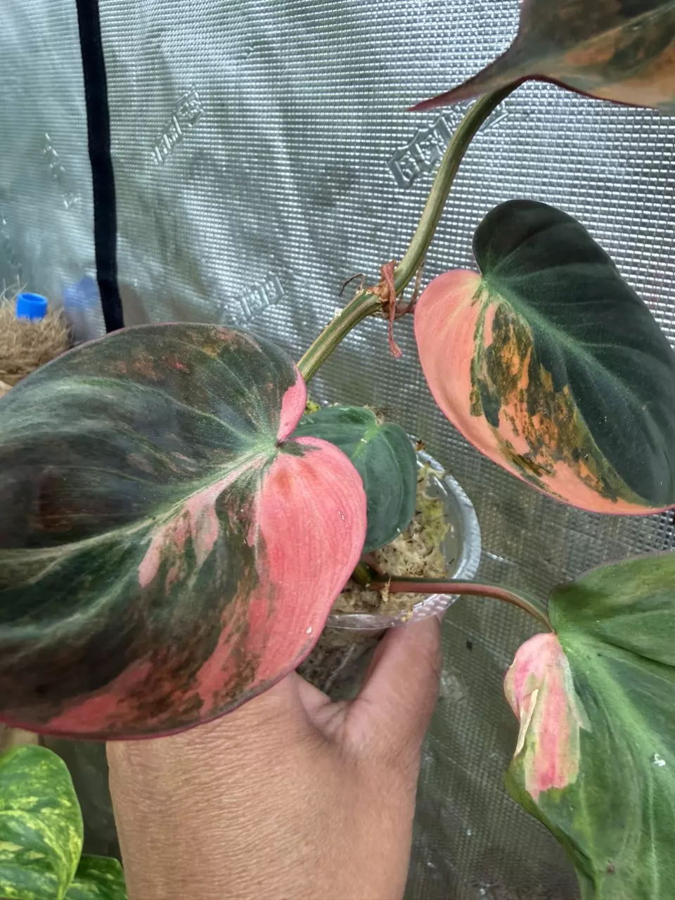Variegated micans pink Ferrari thumbnail