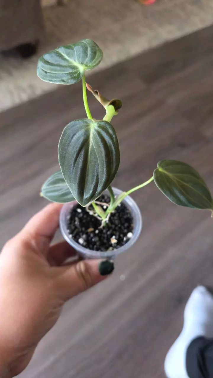 Philodendron melanochrysum thumbnail