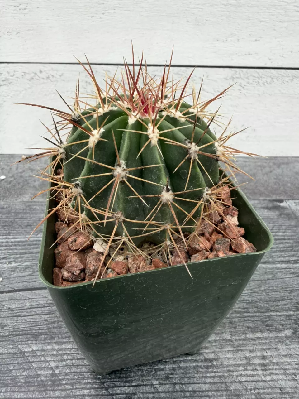 PS720 Ferrocactus lindsayi thumbnail