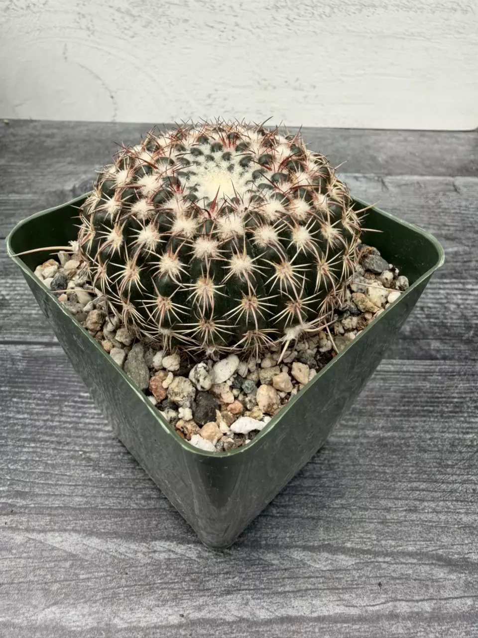 PS732 Notocactus ritterianus thumbnail