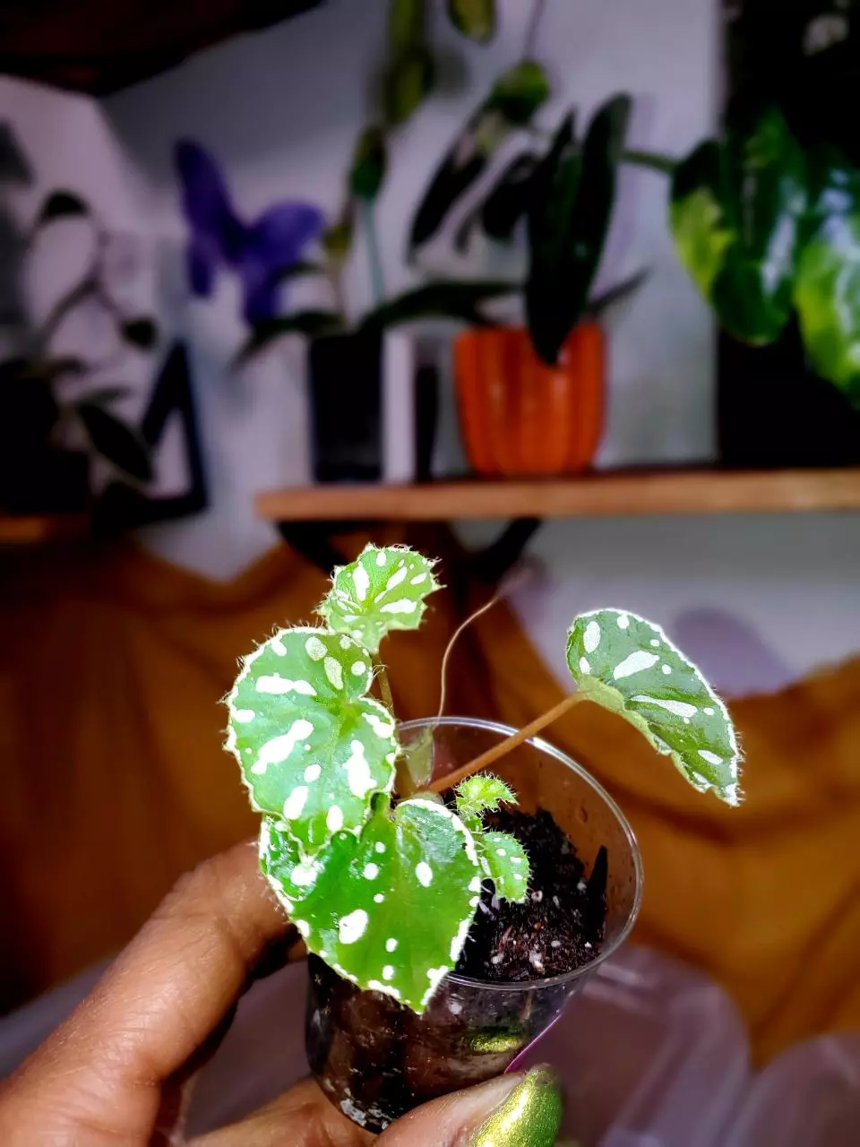 Begonia Jiewhoei 🌱💚🦄 Rooted Cutting #2 thumbnail