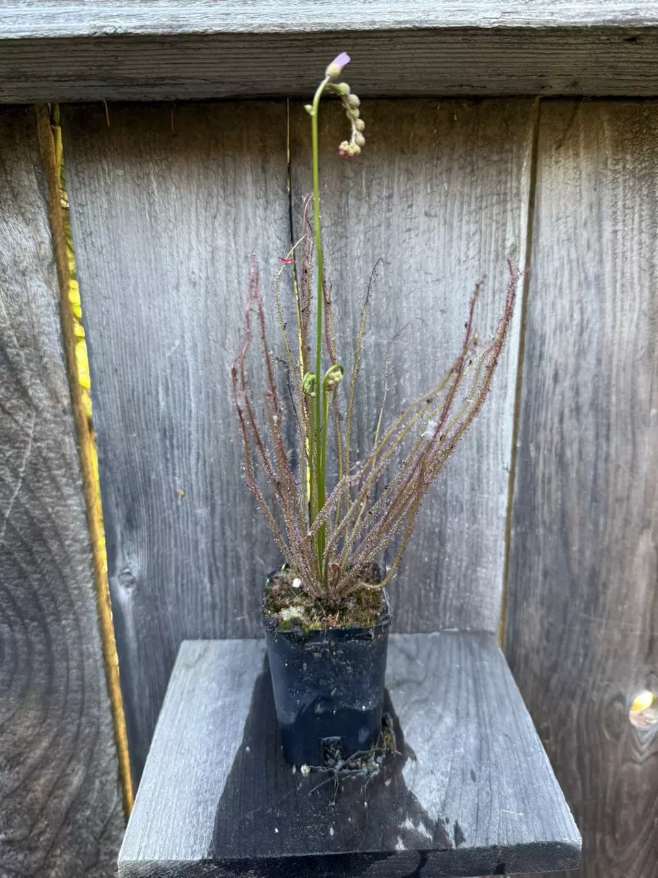 Sundew Drosera filiformis var filiformis southern red carnivorous plant thumbnail