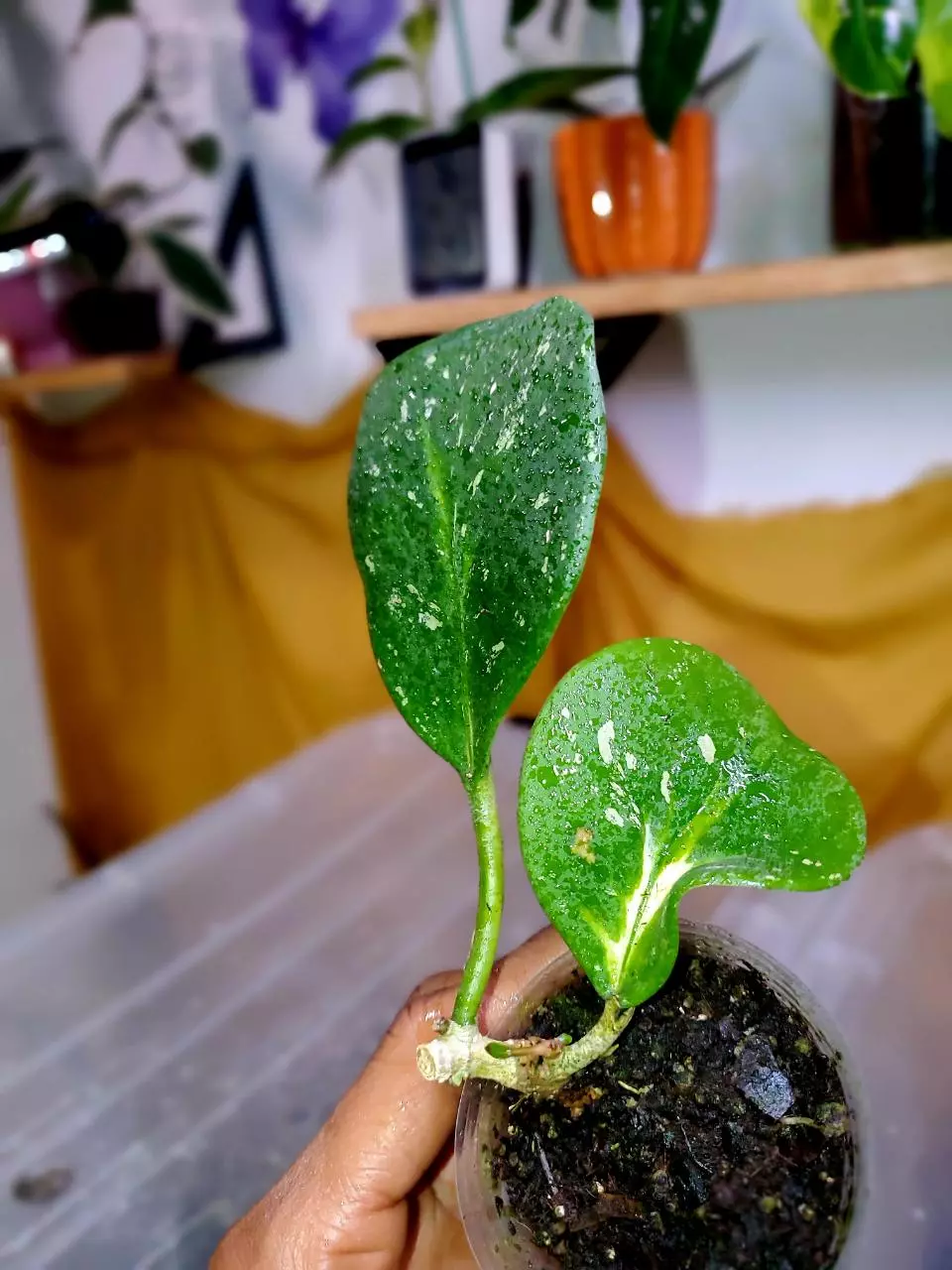 Hoya Obovata Inner Variegated 🪴✨️ Rooted Cutting #5 thumbnail