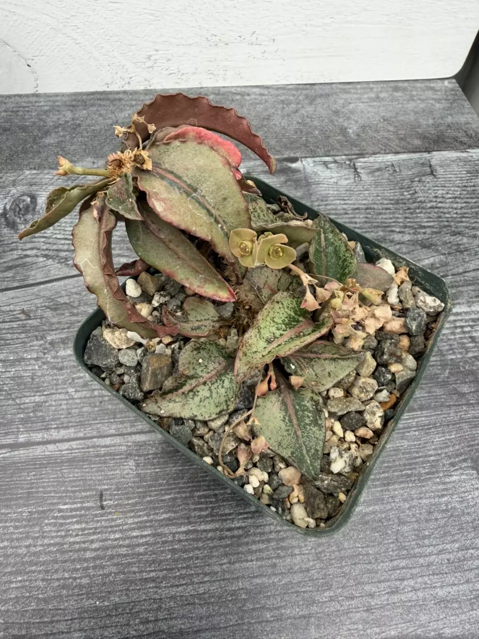 PS759 Euphorbia francoisii thumbnail