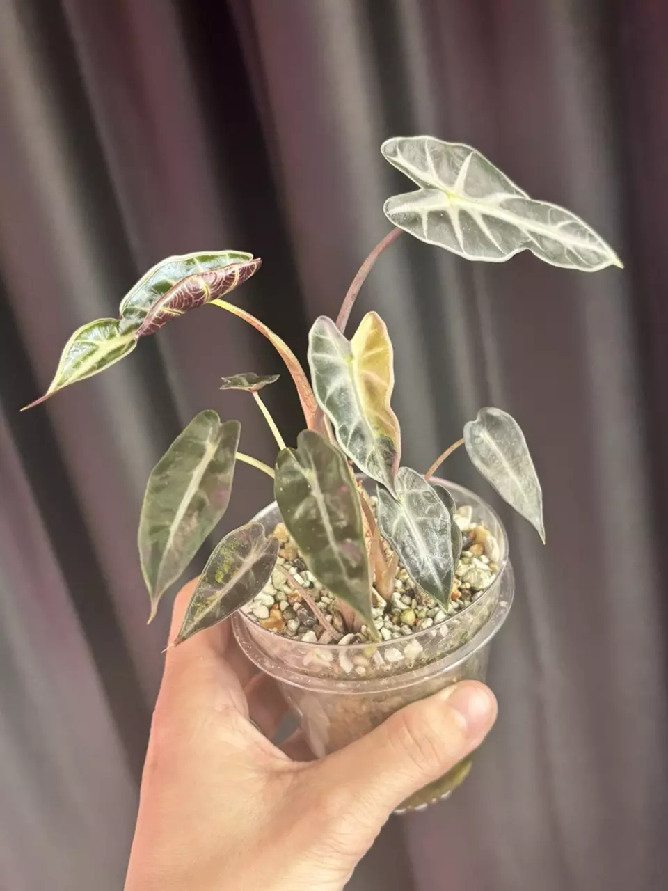 Alocasia Amazonica Aurea thumbnail