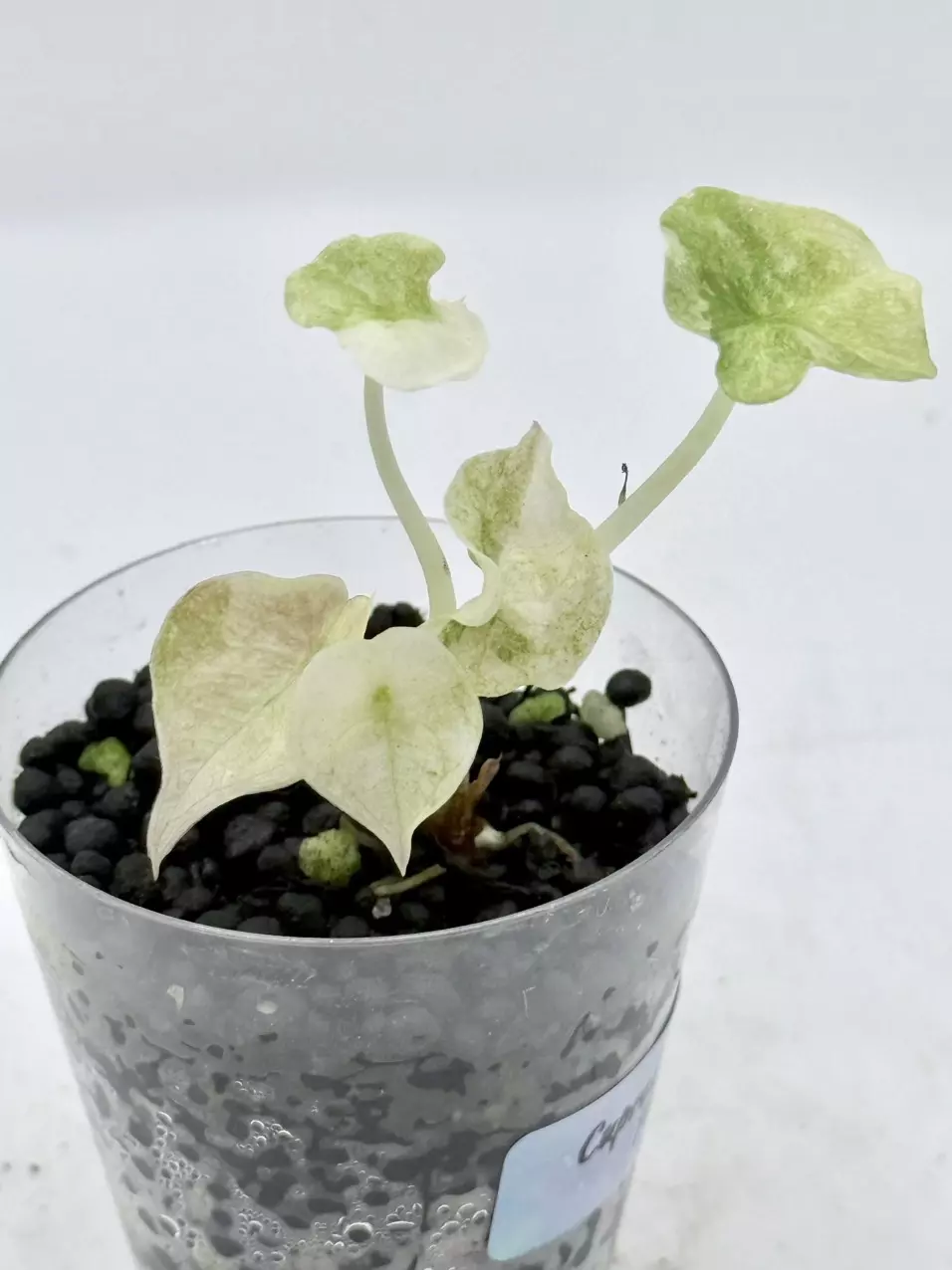 Alocasia cuprea Red Secret pink/mint thumbnail