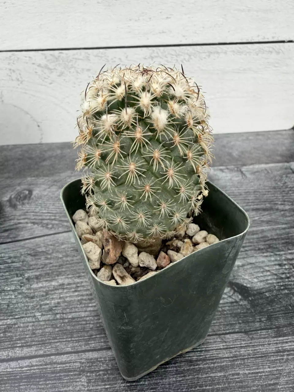 PS770 Turbinicarpus ysabelae thumbnail