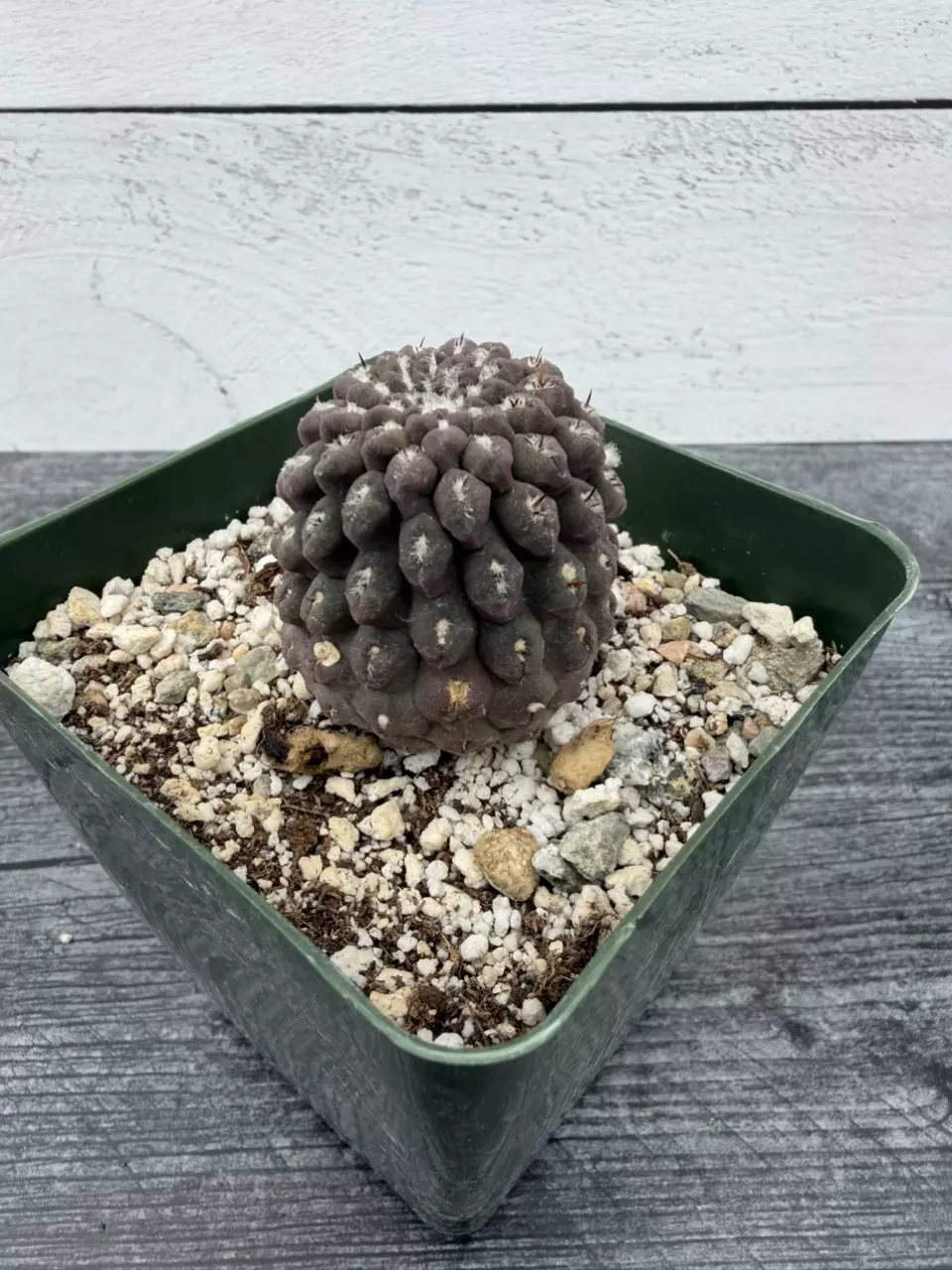 PS706 Eriosyce napina f. glabrescens thumbnail
