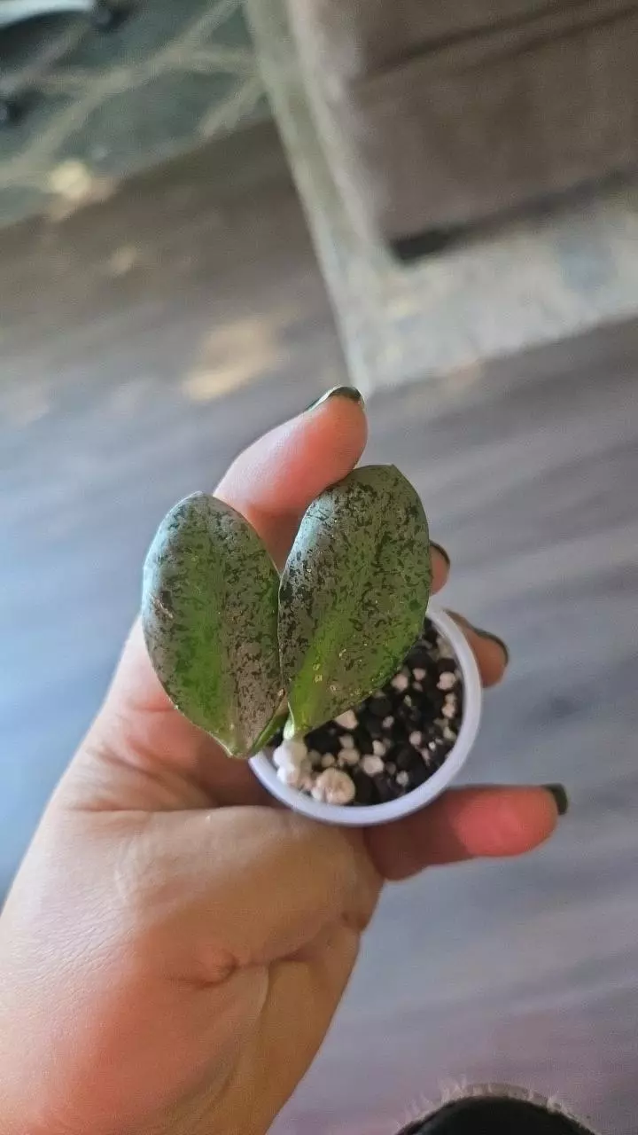 Hoya lacunosa moonshine thumbnail