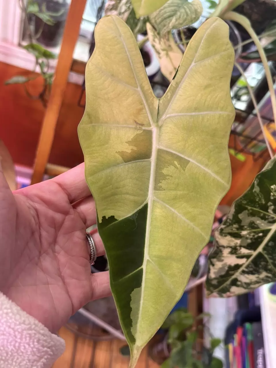 HUGE mature Mint Alocasia Frydek thumbnail