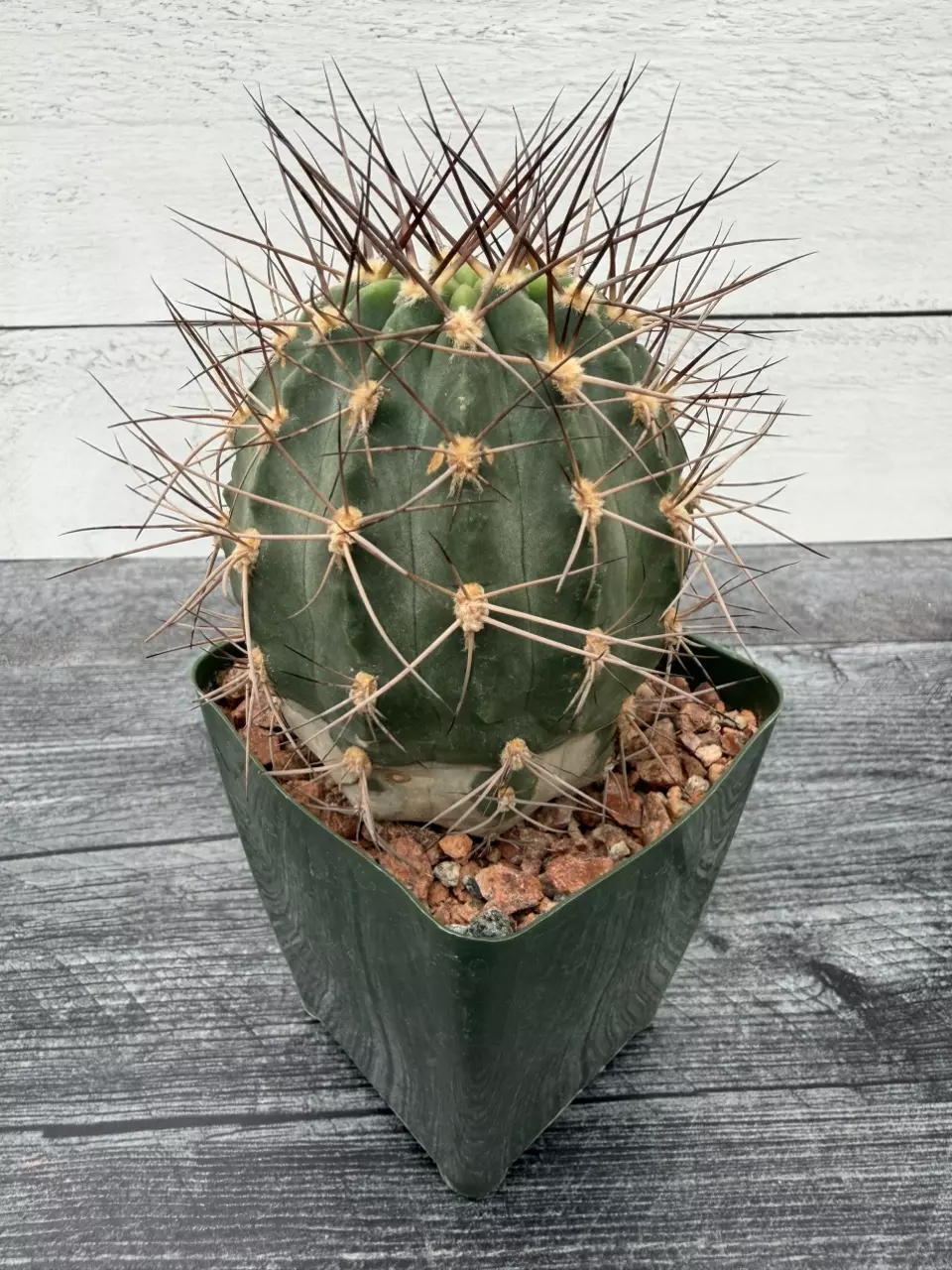 PS715 Acanthocalycium hoevenii thumbnail
