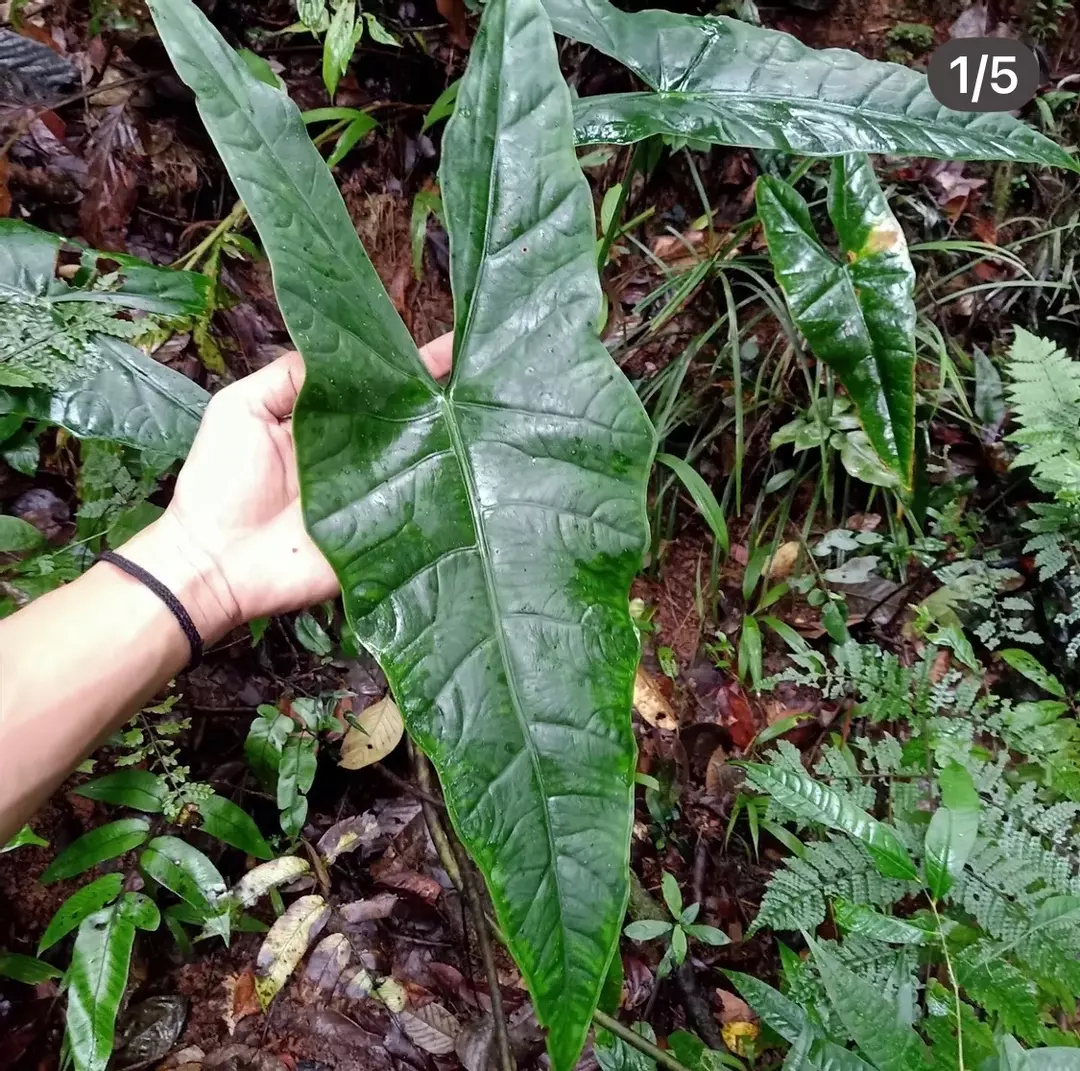 Rare Find!  Alocasia Kondosapata Wild Form Pup # 717 thumbnail