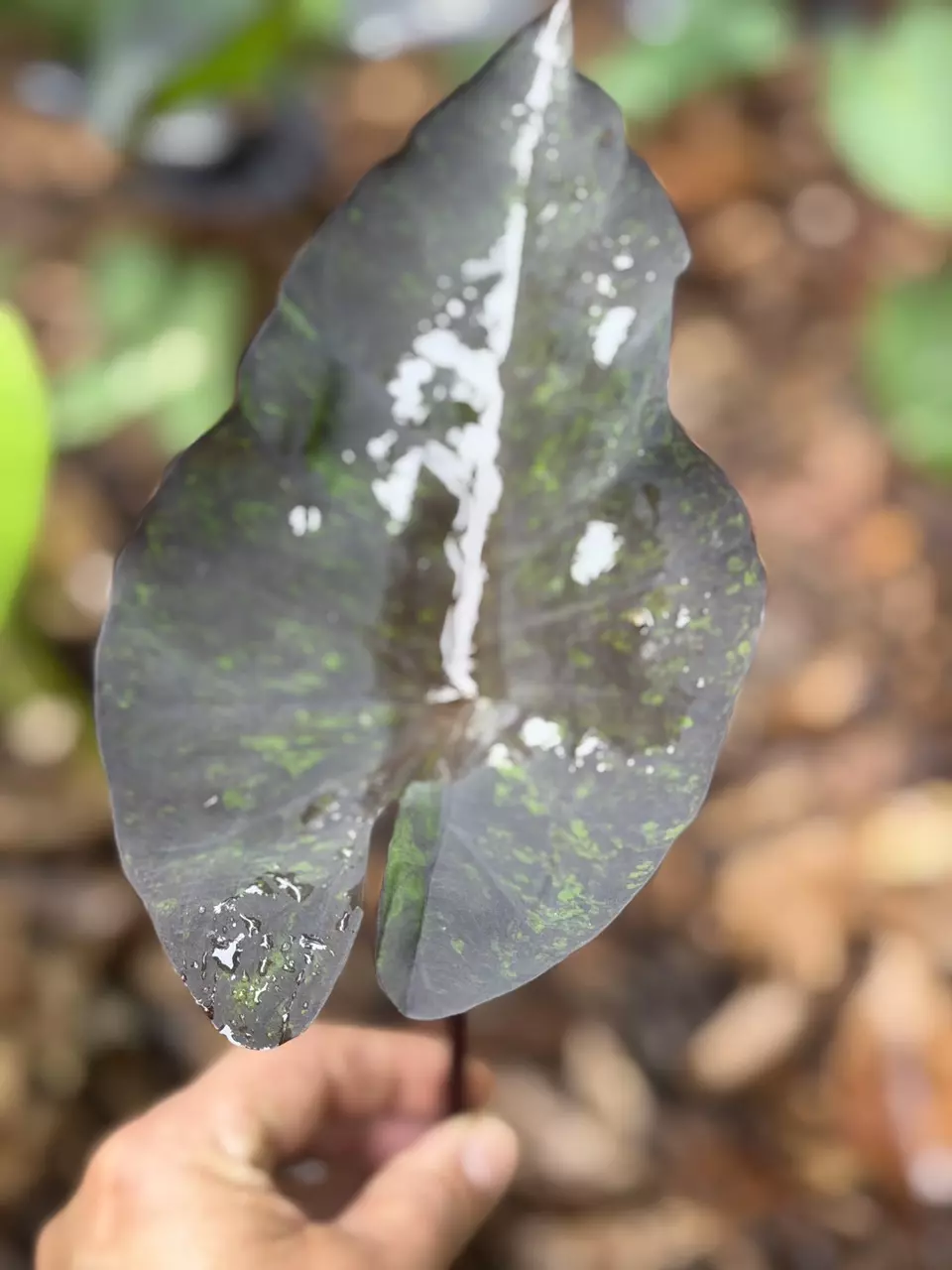 Colocasia Coffee Cup # 728 thumbnail