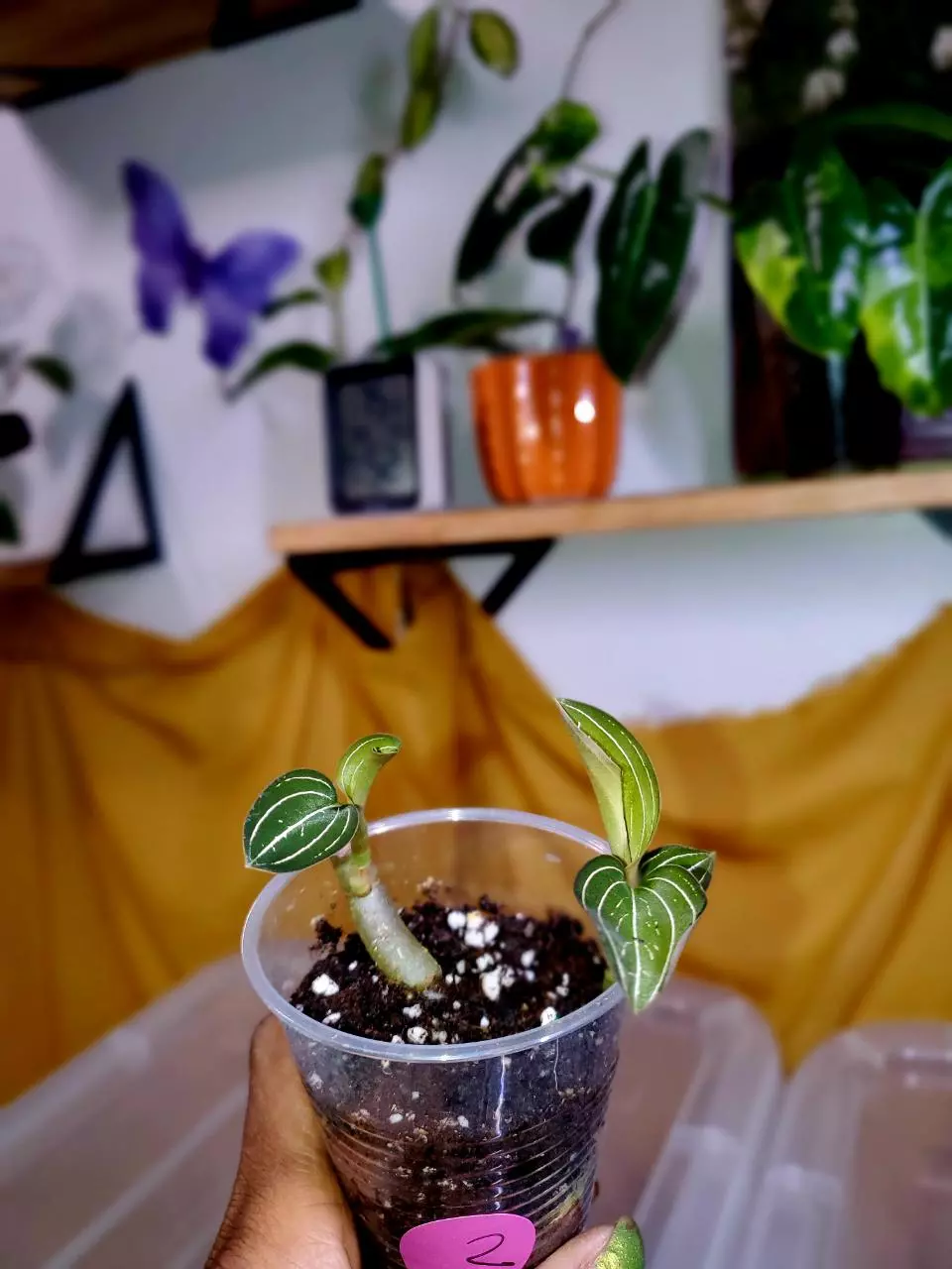 ✨️ Black Jewel Orchid 🌚🌱💕 Rooted Starter Plant #2 thumbnail