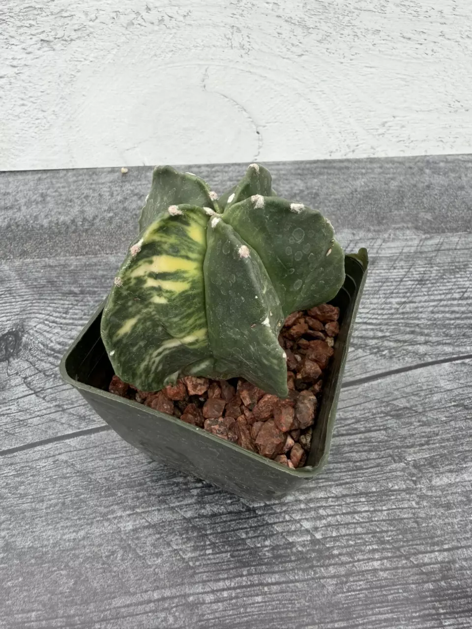 PS755 Astrophytum myriostigma variegated thumbnail