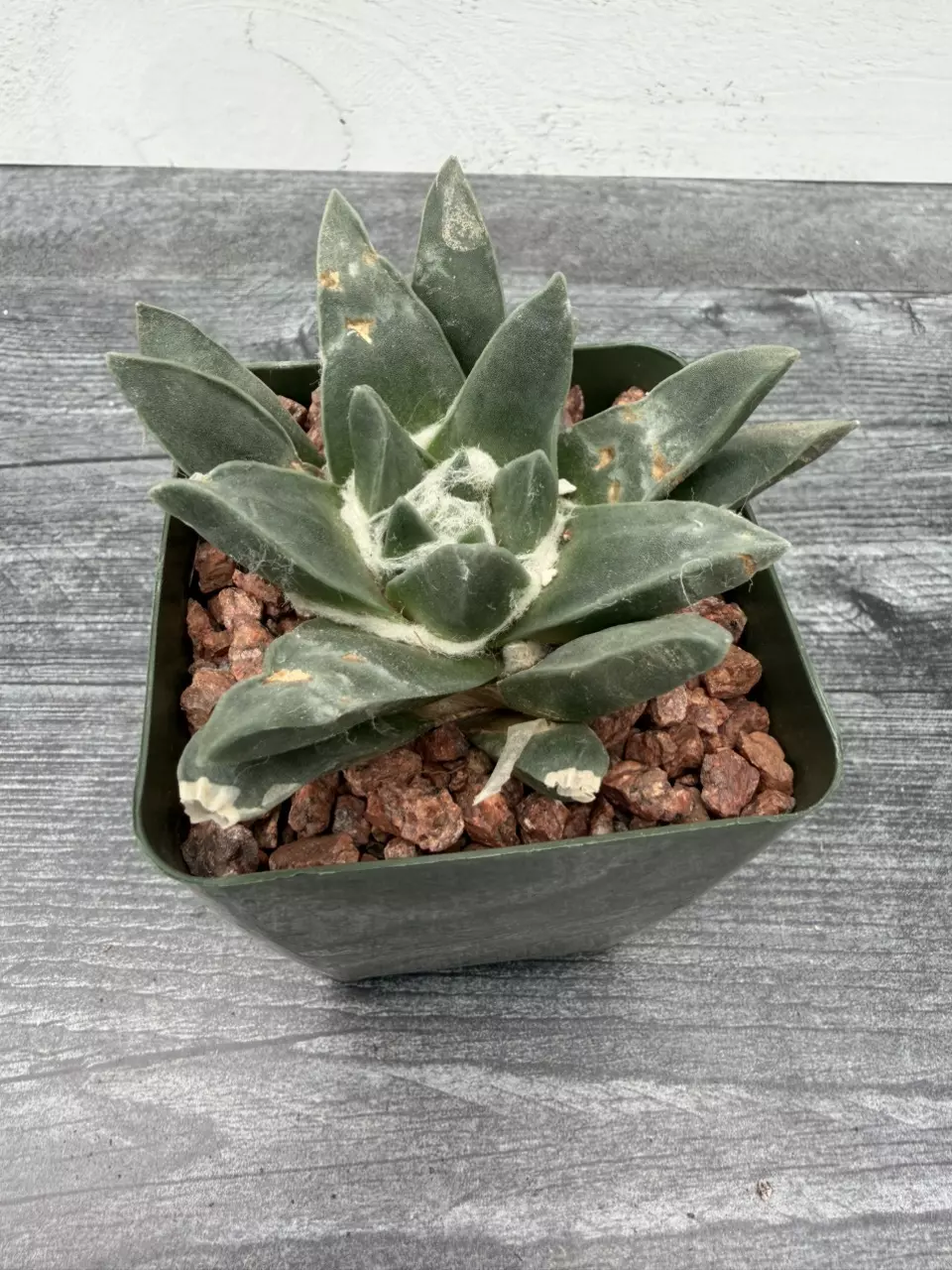 PS729 Ariocarpus retusus ‘Panarottoanus’ thumbnail