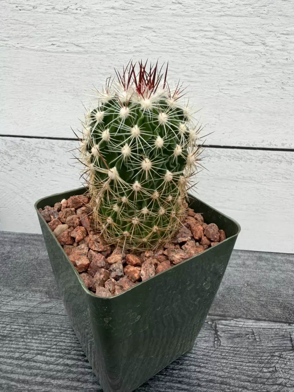 PS768 Stenocactus lloydii thumbnail