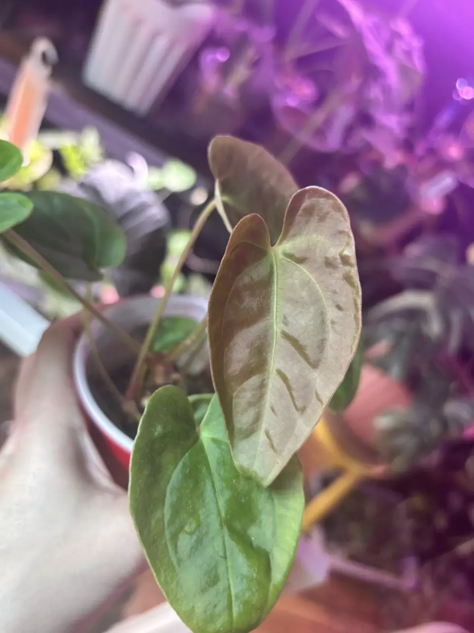 Anthurium Sinussy Pap x (Wall x Pap) thumbnail