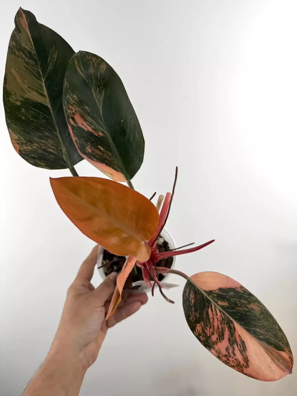 Philodendron Congo Yellow Variegated # 725 thumbnail