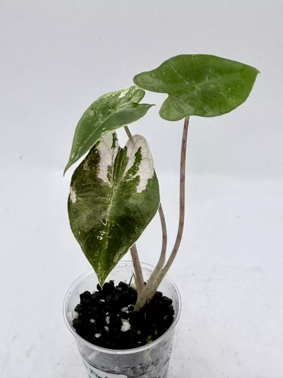 Alocasia Pseudosanderiana Pink thumbnail