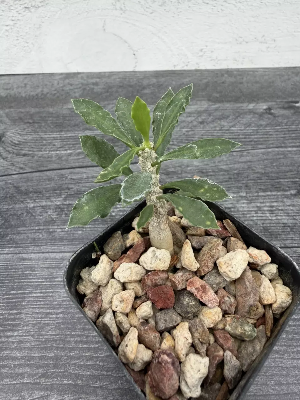 PS700 Euphorbia cap-saintemariensis thumbnail