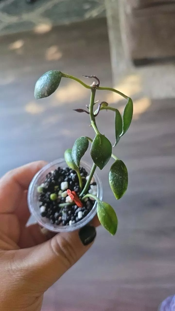 Hoya lacunosa sulcata thumbnail