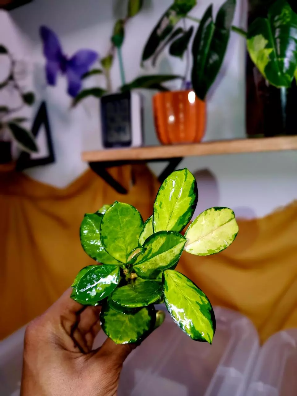 💗🪴Hoya Australis 'Lisa' ✨️ Rooted Starter Plant #1 thumbnail
