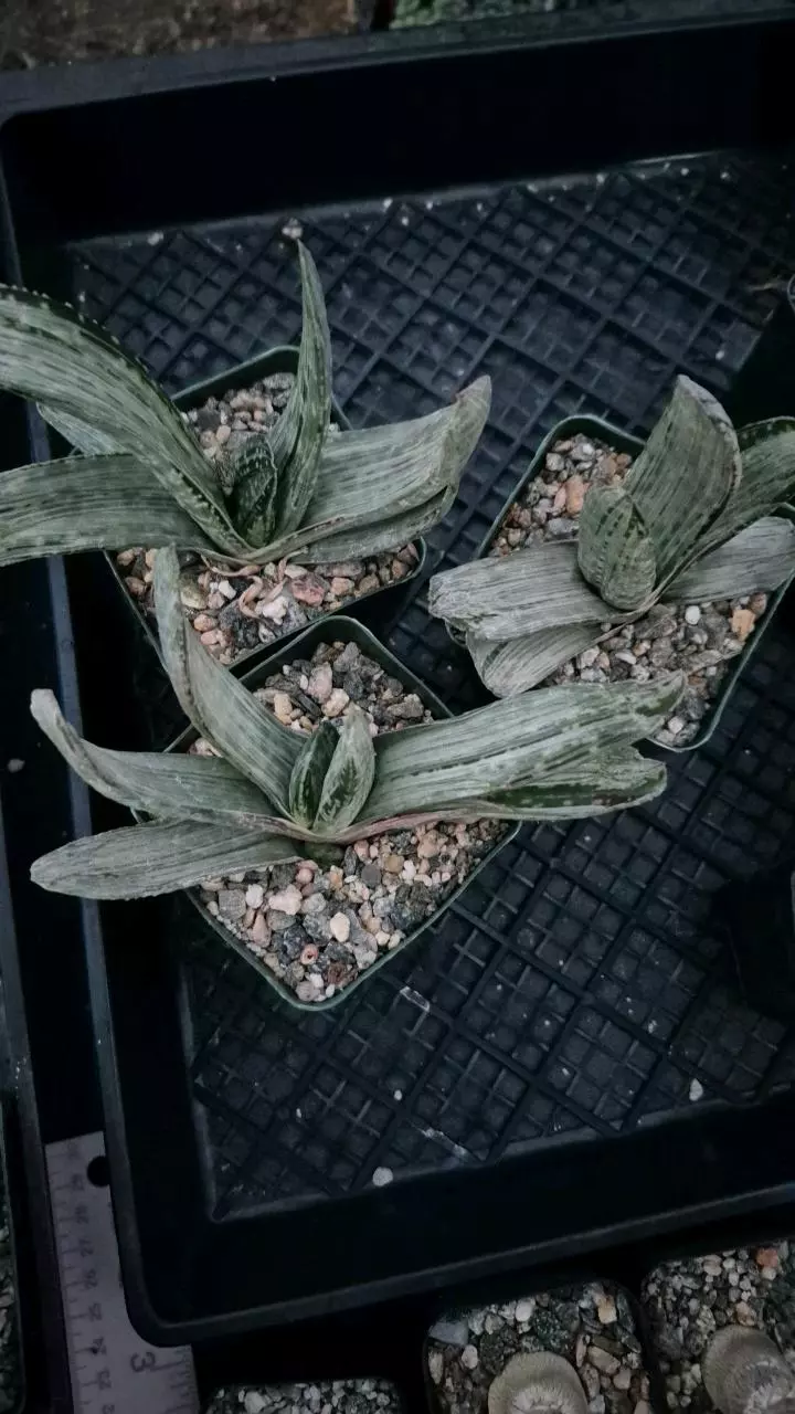 G9 Gasteria 'Sakura Fuji" huge plants! thumbnail